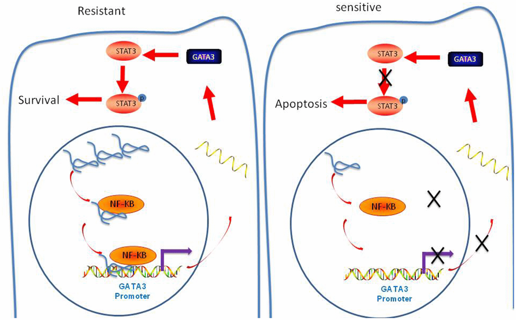 Schematic diagram of lncRNA-LOC645166-based regulatory mechanism in ADR resistance of breast cancer cells.