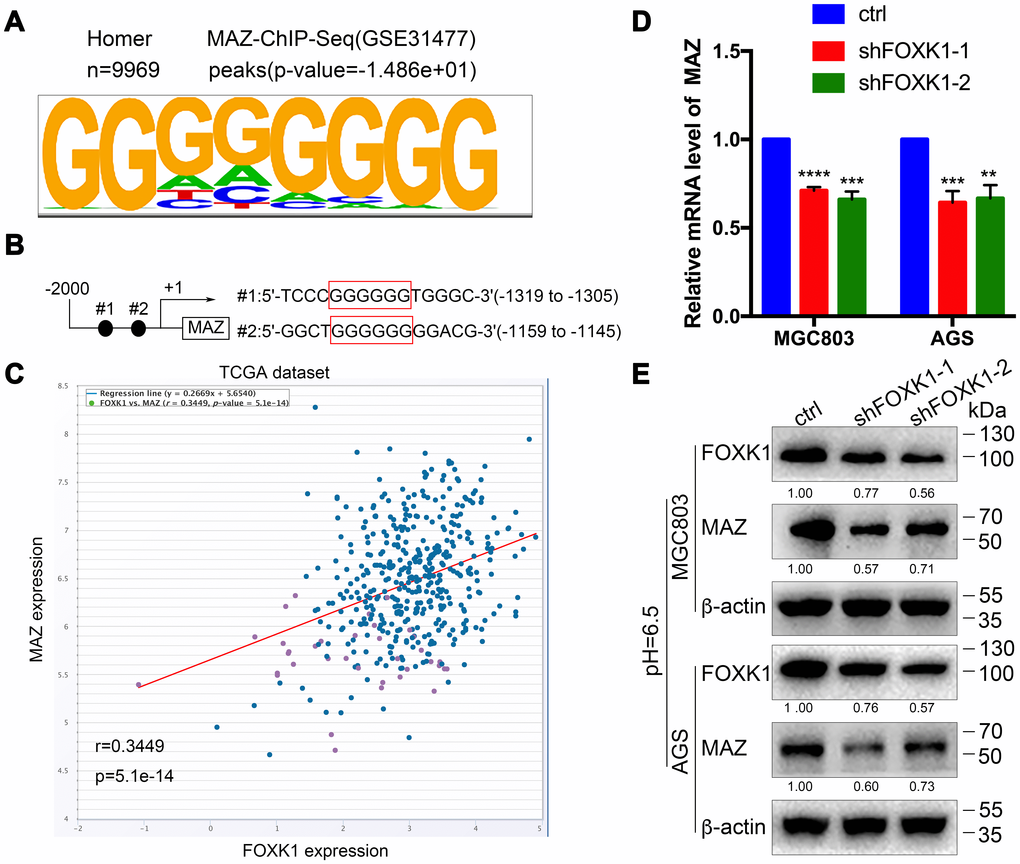 MAZ is a new transcription activation target of FOXK1. (A) Analysis of the 9969 overlapping FOXK1 loci for overrepresented sequence elements identified significantly enriched FOXK1-like DNA-binding motifs, and the results showed that 12.92% of the FOXK1 genomic loci contained at least one of the motifs. (B) Potential binding sites for FOXK1 at the 5'-UTR of MAZ. (C) FOXK1 and MAZ coexpression in the TCGA GC dataset was analyzed by querying the open database ChIPBase v2.0 (r: 0.3449, p = 5.1e-14). The mRNA (D) and protein (E) levels of MAZ in MGC803 and AGS cells were attenuated by the silencing of FOXK1. The data are presented as the means ± S.D.s from three independent experiments. ** P 