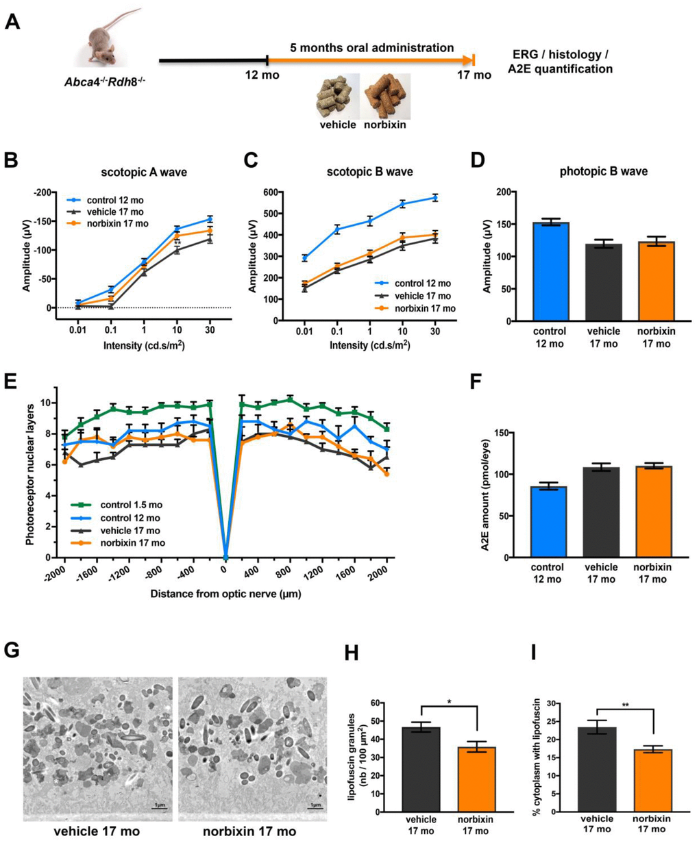 Effect of norbixin late curative supplementation from 12 to 17 months in Abca4-/- Rdh8-/- mice. (A) Schematic representation of the 5-month late curative supplementation protocol design. (B) Scotopic A wave ERG recorded after 5 months of oral supplementation with norbixin in Abca4-/- Rdh8-/- mice compared to mice fed with normal chow (vehicle) and to 1.5- and 12-month-old mice. (C) Scotopic B wave. (D) Photopic B wave. (E) Quantification of photoreceptor nuclear layers along the superior and inferior poles of the retina each measured every 200 μm apart from the optic nerve. (F) A2E quantification in eyes from 12-month-old Abca4-/- Rdh8-/- mice, 17-month-old mice fed with normal chow or with norbixin-containing pellets. (G) Representative images of lipofuscin content in RPE cells of 17-month-old vehicle and norbixin-treated mice. Large granules of lipofuscin are found in the RPE cytoplasm (white asterisk). (H) Histograms showing the quantified lipofuscin granules expressed by area of 100 μm2. (I) Histograms representing the surface of cytoplasm occupied by lipofuscin and expressed in percentage of total cytoplasm surface. Bars represent mean ± s.e.m. with n = 8 per group (i.e. n=16 eyes per group for ERG). *pp