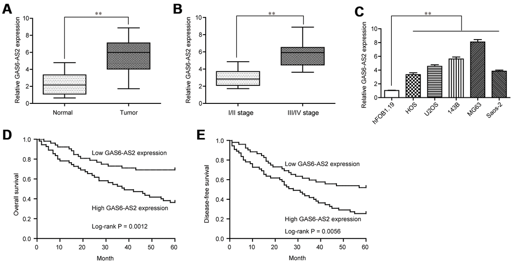 GAS6-AS2 was highly expressed in OS tissues and associated with poor prognosis. (A) The levels of GAS6-AS2 was detected in 157 pairs of OS tissues and matched normal tissues using qRT-PCR. (B) The expression trend of GAS6-AS2 in OS patients with different clinical stages. (C) RT-PCR assays for the expressions of GAS6-AS2 in five OS cell lines and normal bone cell. (D) Kaplan-Meier curves for overall survival in patients with OS. (E) Kaplan-Meier curves for disease-free survival in patients with OS. * P 