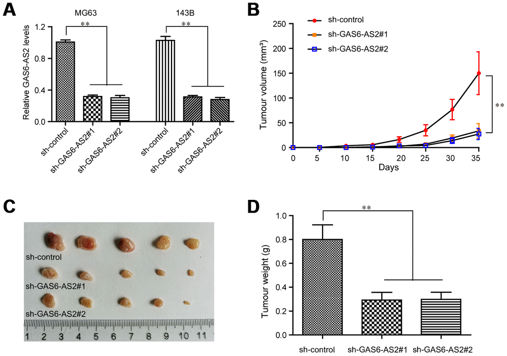 Knockdown of GAS6-AS2 suppressed OS tumorigenesis in vivo. (A) qPCR detected the expression of GAS6-AS2 in OS cells after infecting with GAS6-AS2 shRNA lentivirus. (B) The stable lncRNA GAS6-AS2 knockdown MG63 cells were used for in vivo tumorigenesis assays. The tumor volumes were recorded every 5 days, and the tumor volume-time curves were shown. (C) The photograph and comparison of excised tumor sizes in MG63 cells. (D) The tumor weights were analyzed. * P 