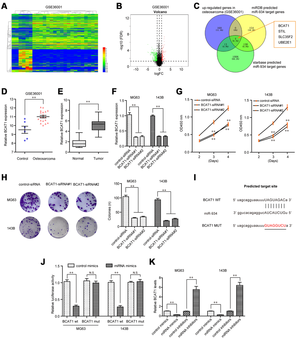 BCAT1 was targeted by miR-934 in OS cells. (A) Heatmap of differentially expressed genes in GSE36001. (B) Volcano map. (C) Venn diagram showed the intersection of up-regulated genes in GSE36001 dataset, “miRDB” predicted miR-934 target genes and “starbase” predicted miR-934 target genes. (D) Relative BCAT1 expression in GSE36001 dataset. (E) Relative BCAT1 expression in 157 OS samples. (F) qPCR analyses detected the relative BCAT1 levels. (G) CCK-8 assays. (H) Clonogenic assays. (I) Binding sites between miR-934 and 3’UTR of BCAT1 mRNA. (J) Luciferase activity detection. (K) Real-time PCR analyses measured relative BCAT1 levels. * P 