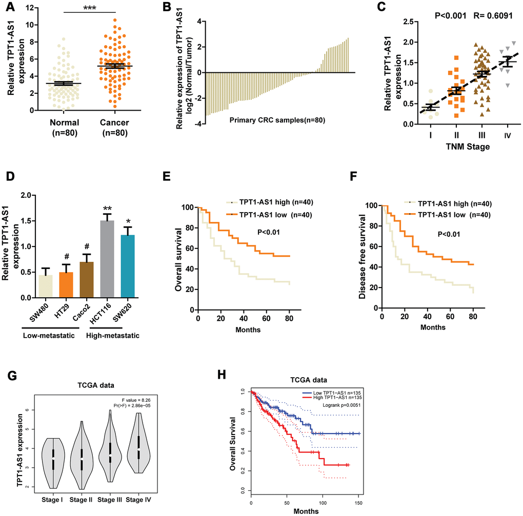 The expression of TPT1-AS1 in CRC and the relationship between TPT1-AS1 expression and prognosis. (A) and (B) qRT- PCR was used to detect the expression of TPT1-AS1 in CRC tissues and corresponding normal tissues. (C) Relative TPT1-AS1 expression was examined in CRC tissues from patients of different stages. (D) TPT1-AS1 expression was measured in different CRC cell lines using qRT-PCR. Kaplan-Meier plotter was used to analyze the overall survival (E) and disease-free survival (F) of patients in TPT1-AS1 high/low groups. (G) TPT1-AS1 expression pattern in patients of different stages in TCGA database. (H) TCGA data was analyzed to obtain the overall survival of patients from TPT1-AS1 high or low groups. *P 