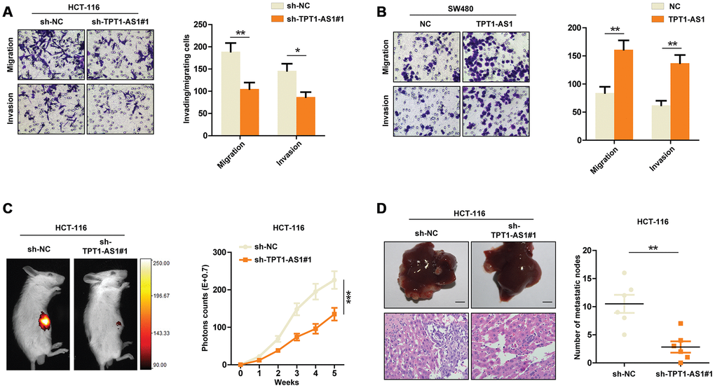 TPT1-AS1 promotes CRC cells invasion and metastasis. Transwell assays were performed to detect the migrative and invasive ability of sh-control or TPT1-AS1-knockdown HCT116 cells (A) and control or TPT1-AS1-overexpressed SW480 cells (B). (C) Liver metastasis mice models were used to detect the metastatic ability of HCT116 cells transfected with sh-NC or sh-TPT1-AS1. (D) The liver metastatic nodes of indicated mice were counted and HE staining was performed to confirm the tissue type. *P 