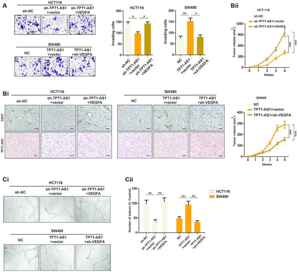 TPT1-AS1 promotes CRC angiogenesis by upregulating VEGFA expression. (A) Invasion assays was used to show the invasive ability of indicated cells. (Bi) IHC and ISH staining were performed to detect CD31 and TPT1-AS1 expression in indicated xenograft tumor tissues. (Bii) Subcutaneous tumor models were used to detect the growth rate of indicated CRC cells. (Ci) Endothelial tube formation assays were performed using HUVECs to detect the effect of CM from indicated cells. (Cii) The number of tubes of each field was counted in indicated groups.