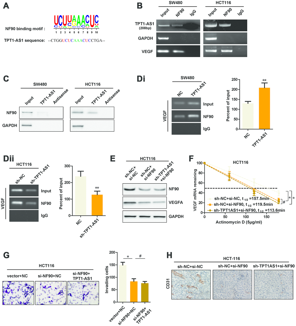 TPT1-AS1 directly interacts with NF90, which enhances the stability of VEGFA mRNA. (A) The potential binding site that was similar to NF90 conserved binding motif in TPT1-AS1 sequence. (B) RIP assays were performed using NF90 antibody or IgG, specific primers were used to detect TPT1-AS1, GAPDH and VEGFA in HCT116 cells. (C) RNA pull-down assays were performed using TPT1-AS1 probe or antisense RNA. GAPDH was used as the control. (Di) and (Dii) RIP assays were performed using anti-NF90 or non-specific IgG in TPT1-AS1 or sh-TPT1-AS1 transfected CRC cells. The RIP-derived VEGFA mRNA was detected using qRT-PCR and presented as a percentage of the input. (E) The expression of NF90 and VEGFA were confirmed using western blot assays. (F) The half-life of VEGFA mRNA in indicated CRC cells were determined by qRT-PCR. (G) Transwell invasion assays were used to determine the invasive ability of indicated cells. (H) The CD31 expression of indicated xenograft tumors were detected by IHC staining. **P 