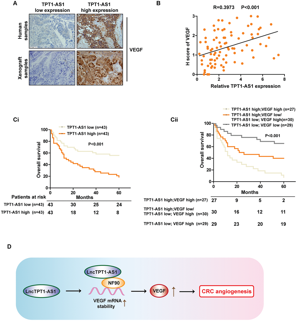 Clinical relations between TPT1-AS1 and VEGFA in CRC patients’ tissues. (A) IHC staining was used to detect the VEGFA expression in clinical and xenograft tumor samples. The clinical and xenograft samples were divided into TPT1-AS1 high or low groups by using qRT-PCR. (B) A positive relationship between TPT1-AS1 and VEGFA expression was confirmed in clinical samples by Pearson analysis. (Ci) The Kaplan-Meier analysis was used to show the overall survival of patients in TPT1-AS1 high/low groups. (Cii) The overall survival of patients in indicated TPT1-AS1/VEGFA expression groups.