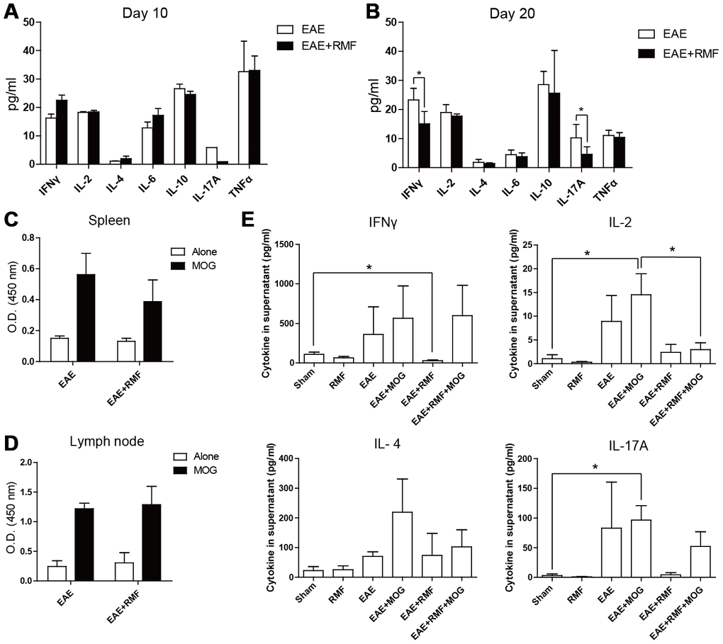 Minor impacts of RMF on generation of Th1/Th2/Th17 cytokines as well as T cell propagation. Cytokines in serum from the treated EAE mice were detected at (A) day 10 and (B) day 20 after immunization. (C) Spleen cells and (D) lymph node cells derived from the treated EAE mice at day 10 following vaccination were re-activated with 10 μg/mL of MOG35–55 peptide. (C, D) Propagation was detected after 72 h of incubation. (E) IFN-γ, IL-2, IL-4 as well as IL-17A were detected following 48 h of incubation. Data are shown as the mean ± SEM of three independent experiments. *P 