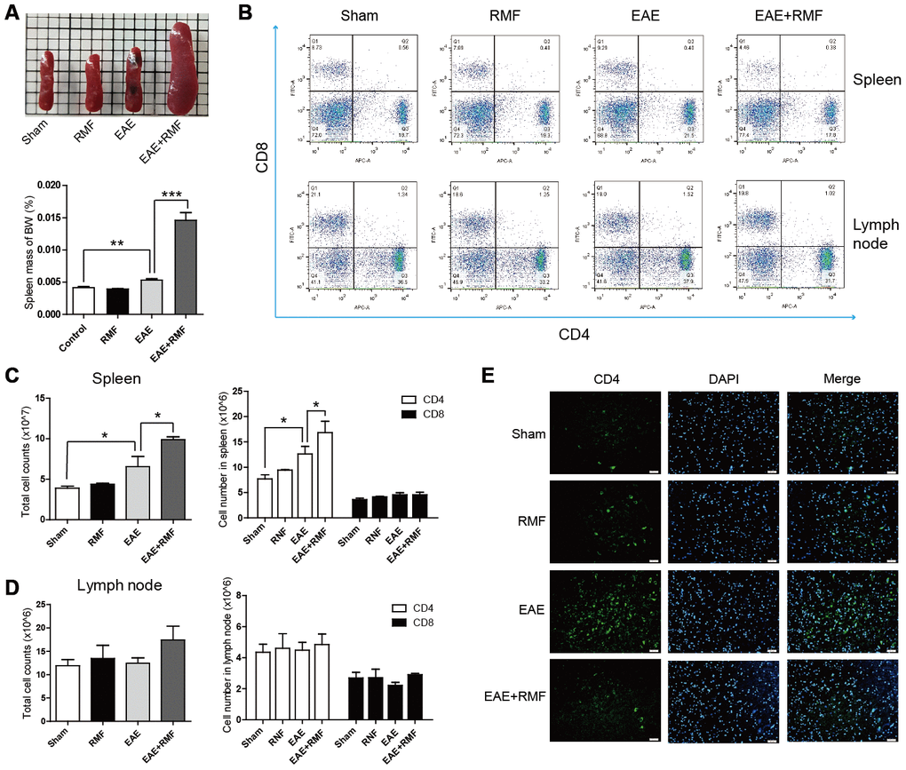 Impact of RMF on lymphocyte homing to peripheral lymphoid tissues. (A) Demonstrative pictures of the spleen and the mass of the spleen was weighed and the mass of body weight (BW) was calculated. (B) Proportions of CD4+ as well as CD8+ T lymphocytes in the spleen and lymph nodes were determined by flow cytometry. The overall cell numbers as well as CD4+ and CD8+ cell numbers in the (C) spleens and (D) lymph nodes. (E) Spinal cords from the treated mice at day 20 following vaccination were stained with an antibody specific for CD4. Scale bar, 50 μm. Data are shown as the mean ± SEM of three independent experiments. *P P P 