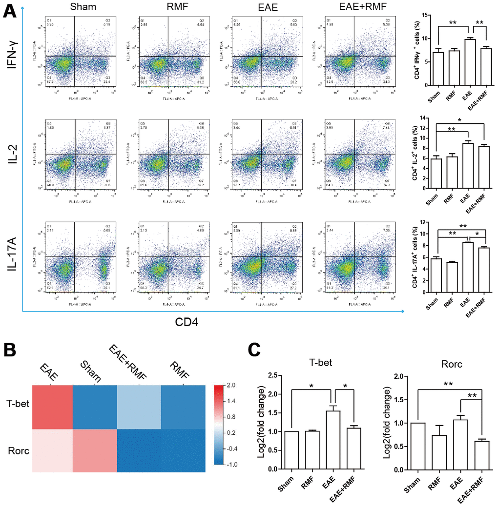 Impact of RMF on peripheral CD4+ T cell subsets. (A) The percentages of CD4+IFN-γ+, CD4+IL-2+ and CD4+IL-17+ cells in the lymph node were detected. (B) Heatmap of T-bet and Rorc expression difference in the spinal cord. (C) The manifestation of T-bet and Rorc mRNA in spinal cord was measured by qPCR. Data are shown as the mean ± SEM of three independent experiments. *P P 