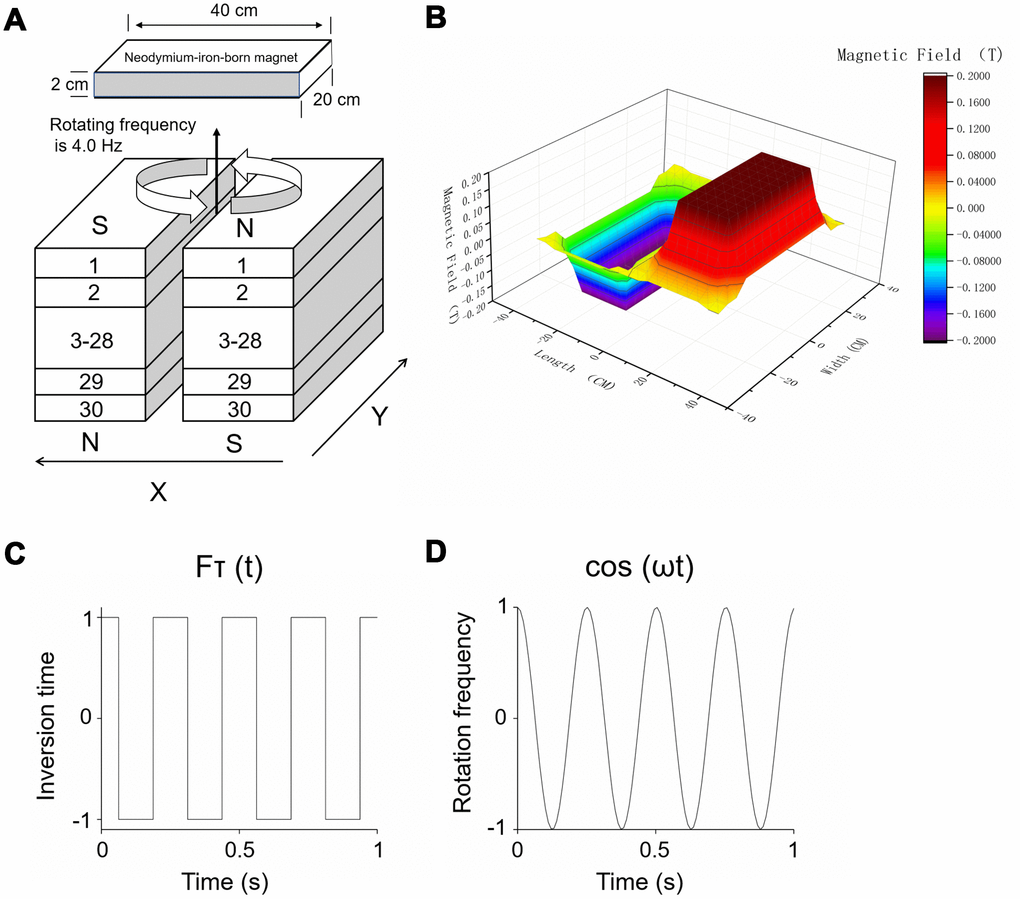 RMF exposure device. (A) Treatment tables were positioned at the central top of the device. Rotating frequency was 4.0 Hz and intensity was 0.2 T. (B) The magnetic field of different amplitude consisting of two overlapping components was formed above the device: (C) translational (with fluctuating inversion time) and (D) rotational (with fluctuating rotational frequencies).