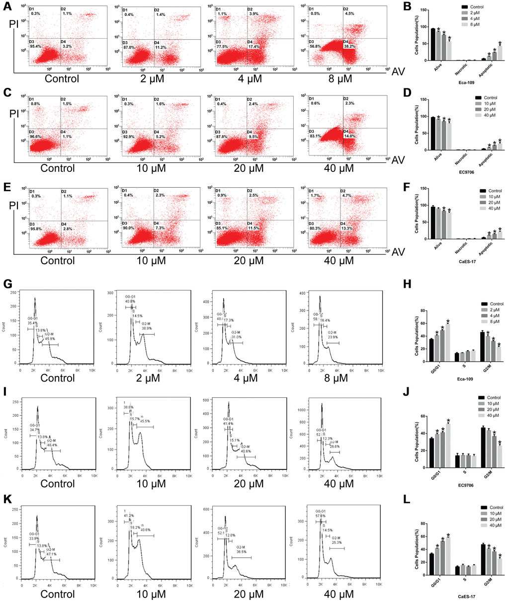 Genistein induces apoptosis in EsC cells and arrests cell cycle in G0/G1 phase. The cell apoptosis of (A, B) Eca-109, (C, D) EC9706 and (E, F) CaES-17 cells treated with various concentrations of genistein for 24 h was detected using flow cytometry. The cell cycle of (G, H) Eca-109, (I, J) EC9706 and (K, L) CaES-17 cells treated with different concentrations of genistein for 24 h was detected using flow cytometry. All experiments were independently repeated in triplicate. Data are analyzed using one-way ANOVA with Dunnett’s test and presented as the mean ± SD. *P