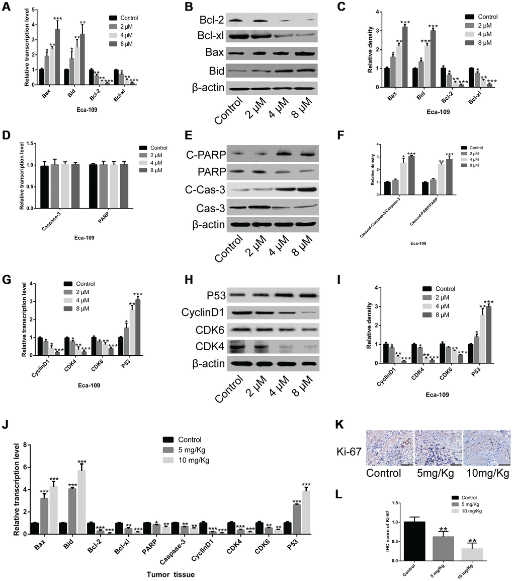 Genistein inhibits the expression of cell cycle-related genes and promotes the expression of cell apoptosis-associated genes. (A–C) The mRNA and protein levels of Bcl-2, Bcl-xl, Bax and Bid in Eca-109 cells treated with genistein for 72 h were determined through qPCR and western blotting. (D) The mRNA levels of PARP and Caspase-3 in Eca-109 cells treated with genistein for 72 h. (E, F) The protein levels of PARP, Caspase-3, cleaved PARP and cleaved Caspase-3 in Eca-109 cells treated with genistein for 72 h. (G–I) The mRNA and protein levels of P53, CyclinD1, CDK6 and CDK4 in Eca-109 cells treated with genistein for 72 h. (J) The mRNA and protein levels of Bax, Bid, Bcl-2, Bcl-xl, PARP, Caspase-3, CyclinD1, CDK4, CDK6 and P53 in xenograft tumor tissues were validated using qPCR and western blotting. Tumor-bearing nude mice were treated using different concentrations of genistein (5 mg/kg or 10 mg/kg) through gavage every 2 d (total time, 42 d; n = 6 per group). (K, L) Ki-67 expression in xenograft tumor tissues was tested through immunohistochemistry. Scale bar, 100 μm. All experiments were independently repeated in triplicate. Data are analyzed using one-way ANOVA with Dunnett’s test and presented as the mean ± SD. *PPP