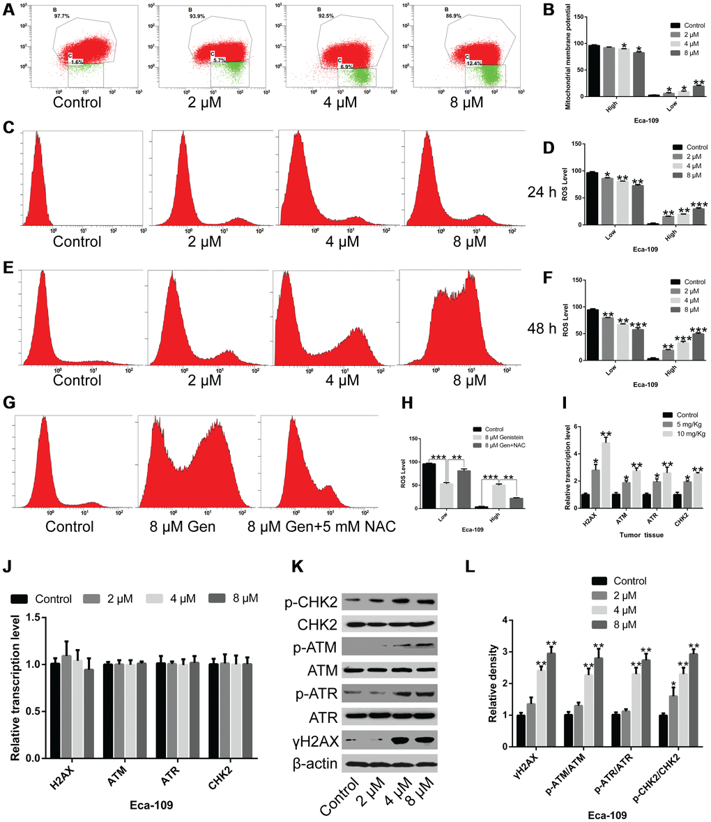 The effects of genistein on mitochondrial membrane potential, ROS levels and the activation of DNA damage response kinases in Eca-109 cells. (A, B) Mitochondrial membrane potential in Eca-109 cells treated with genistein for 24 h was detected through flow cytometry. ROS levels in Eca-109 cells treated with genistein for (C, D) 24 h or (E, F) 48 h were detected through flow cytometry. (G, H) The ROS levels in Eca-109 cells treated with 5 mM NAC for 6 h, followed by genistein treatment for 48 h. (I) The mRNA levels of γH2AX, ATM, ATR and CHK2 in xenograft tumor tissues were measured through qPCR (n = 6 per group). (J) The mRNA levels of γH2AX, ATM, ATR and CHK2 were analyzed through qPCR. (K, L) The protein expression of γH2AX, ATM, ATR, CHK2, p-ATM, p-ATR and p-CHK2 in Eca-109 cells treated with genistein for 72 h was measured through western blotting. All experiments were independently repeated three times. Data are analyzed using one-way ANOVA with Dunnett’s test and are presented as the mean ± SD. *PPP