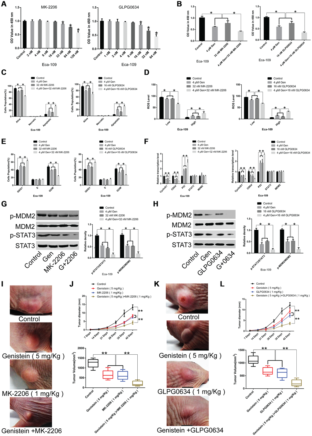 Synergistic effects of genistein in combination with GLPG0634 or MK-2206 on the proliferation of Eca-109 cells. (A) A CCK-8 assay was conducted to assess the effects of the JAK1 pathway inhibitor GLPG0634 or the Akt pathway inhibitor MK-2206 on the proliferation of Eca-109 cells. (B) The effects of genistein (4 μM) in combination with the JAK1 pathway inhibitor GLPG0634 (16 nM) or the Akt pathway inhibitor MK-2206 (32 nM) on the proliferation of Eca-109 cells was measured through a CCK-8 assay. The effects of genistein (4 μM) in combination with GLPG0634 (16 nM) or MK-2206 (32 nM) on (C) apoptosis, (D) ROS levels and (E) the cell cycle in Eca-109 cells were measured through flow cytometry. (F) qPCR analysis was performed to quantify the expression of CyclinD1, CDK4, P53, STAT3 and MDM2 in Eca-109 cells co-treated with genistein (4 μM) and GLPG0634 (16 nM) or MK-2206 (32 nM) for 72 h. (G) The effects of genistein (4 μM) or MK-2206 (32 nM) or co-treatment on the protein levels of STAT3, p-STAT3, MDM2 and p-MDM2 in Eca-109 cells. (H) The effects of genistein (4 μM) or GLPG0634 (16 nM) or co-treatment on the protein levels of STAT3, p-STAT3, MDM2 and p-MDM2 in Eca-109 cells. (I, J) Genistein (5 mg/kg) treatment alone or in combination with MK-2206 (1 mg/kg) suppresses tumor growth and tumor volume in xenograft nude mice (n = 6 in each group). (J) Representative images of tumor volume. (K, L) Genistein (5 mg/kg) treatment alone or in combination with GLPG0634 (1 mg/kg) inhibits tumor growth and tumor volume in xenograft nude mice (n = 6 per group). (J, L) Representative images of tumor volume. All in vitro experiments were independently repeated three times. Data are analyzed using one-way ANOVA with Dunnett’s test and presented as the mean ± SD. *PP