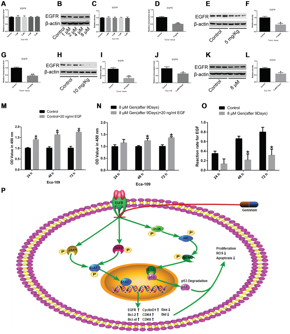 The effects of genistein on EGFR expression and the reactivity of EsC cells to EGF. (A–C) EGFR expression in Eca-109 cells treated with different concentrations of genistein for 72 h was detected through qPCR and western blotting. EGFR expression in xenograft mice treated with (D–F) 5 mg/kg or (G–I) 10 mg/kg genistein for 42 d was significantly lower than that in an un-treated group. (J–L) EGFR expression in Eca-109 cells treated with 8 μM of genistein for 9 d. (M) The effect of recombined EGF (20 ng/mL) treatment alone on the proliferation of Eca-109 cells was detected through a CCK-8 assay. (N) The cell viability of Eca-109 cells incubated with genistein (8 μM) for 9 d following treatment with recombined EGF (20 ng/mL) for 24 h, 48 h or 72 h. (O) The reactivity of Eca-109 cells treated with genistein (8 μM) to recombined EGF. (P) A schematic working model to illustrate that genistein inhibits EGFR and its downstream pathways, the PI3K-Akt and JAK1/2-STAT3 signaling pathways, leading to apoptosis and cell cycle arrest in EsC cells. All in vitro experiments were independently repeated three times. The difference between two groups was tested using the Student’s t-test, and comparisons among multiple groups were performed using one-way ANOVA with Dunnett’s test. Data are presented as the mean ± SD. *PP