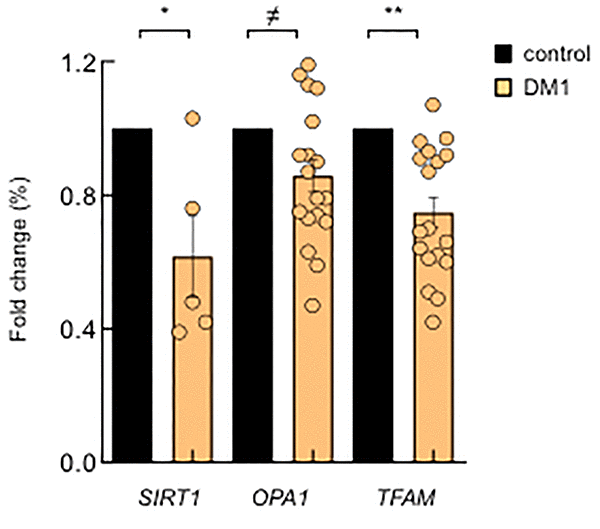 DM1-derived blood samples also show mitochondria dysfunction. mRNA levels of SIRT1, OPA1 and TFAM in PBMCs derived from DM1 (n≥12) and controls (n=4).