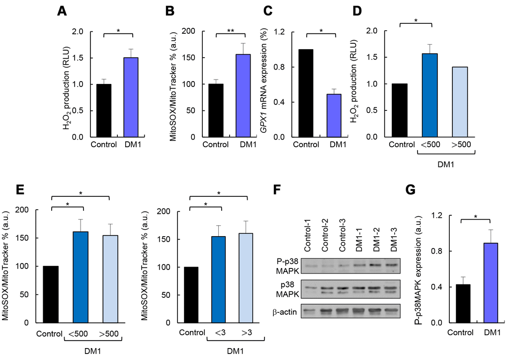 DM1-derived fibroblasts present accumulation of ROS and p38MAPK activation. (A) Luminescence signal proportional to H2O2 production in DM1 (n=4) and control fibroblasts (n=3). (B) Medium fluorescence intensity of MitoSOX+ values normalized to mean fluorescence of MitoTracker values in controls (n=3) and DM1 (n=5). (C) GPX1 mRNA levels in DM1 and control fibroblasts (n≥2). (D) Luminescence signal proportional to H2O2 production in controls (n=3) and DM1 fibroblasts stratified by CTG expansion in 500 CTG (n=1). (E) Medium fluorescence intensity of MitoTracker Red FM in controls (n=3) and DM1 stratified by CTG expansion in 500 (n=2) (left) and MIRS scale in 3 (n=3) (right). (F, G) Representative immunoblot and quantification of P-p38MAPK and p38MAPK protein levels in DM1 and control fibroblasts (n=3).