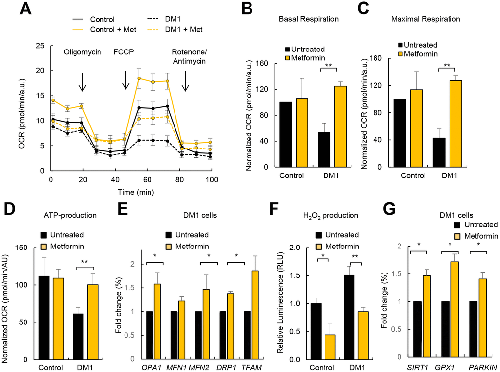 Metformin restores OXPHOS activity and ROS production in DM1 fibroblasts. (A) Representative kinetic normalized OCR response in DM1 (n=6) and control fibroblasts (n=3) after treatment with 1 μM of metformin for 72 h. DM1 and control fibroblasts were plated at 5.000 cells/well 24 hours prior to the assay. A representative experiment out of 3 is shown. (B–D) Quantification of mitochondrial basal respiration, maximal respiration, and ATP production respectively after treatment with 1 μM of metformin for 72 h of controls (n=3) and DM1 fibroblasts (n=6). (E) mRNA levels of OPA1, MFN1, MFN2, DRP1 and TFAM after treatment with 1 μM of metformin for 72 h (n≥2). (F) H2O2 production after treatment with 1 μM of metformin for 72 h (n=3). (G) mRNA levels of SIRT1, GPX1 and PARKIN in DM1 and control fibroblasts after treatment with 1 μM of metformin 72 h (n≥2).