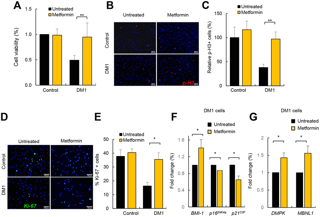 Metformin restores cell viability and proliferation in DM1 fibroblasts. (A) Cell viability of DM1 (n=5) and control (n=3) fibroblasts measured in MTT studies after treatment with 1 μM of metformin for 72 h. (B, C) Representative image and quantification of p-H3 (Ser10) staining in the same conditions in controls (n=3) and DM1 (n=7). (D, E) Representative image of Ki-67 staining and quantification in controls (n=2) and DM1 cells (n=3). (F) mRNA levels of BMI-1, p16INK4a and p21CIP in cells treated or not with 1 μM of metformin for 72 h (n≥2). (G) mRNA levels of DMPK and MBNL1 in the same conditions (n=3).
