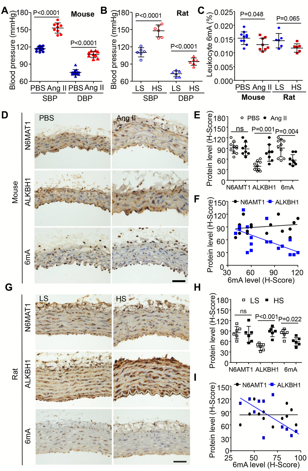 Effect of 6mA DNA level and its modulators in leukocytes and vasculature of mice and rat hypertension models. (A, B) Elevated SBP and diastolic blood pressure (DBP) in angiotensin II (Ang II)-infused C57BL6 wild-type mice (A) and Dahl salt-sensitive rats treated with high salt (HS, 8% NaCl) (B) compared with their controls. (C) Reduced 6mA DNA level in leukocytes of mice and rat hypertension models. (D, E) Representative immunohistochemistry (IHC) and quantification of ALKBH1, N6AMT1 and 6mA levels in vascular smooth muscle cells (VSMCs) of mouse thoracic aorta with sterile saline (Ctrl) or Ang II infusion. Scale bar: 50 μm. (F) Spearman correlation coefficient for m6A level correlated with ALKBH1 or N6AMT1 protein levels in VSMCs of mouse thoracic aorta. (G, H) Representative IHC and quantification of ALKBH1, N6AMT1 and 6mA levels in VSMCs of rat thoracic aortas with low salt (LS; 0.4% NaCl) or HS treatment. Scale bar: 50 μm. (I) Spearman correlation coefficient for m6A level correlated with ALKBH1 or N6AMT1 protein levels in VSMCs of rat thoracic aorta. Data are mean ± SD and were compared by unpaired t test in (A–C, E and H).