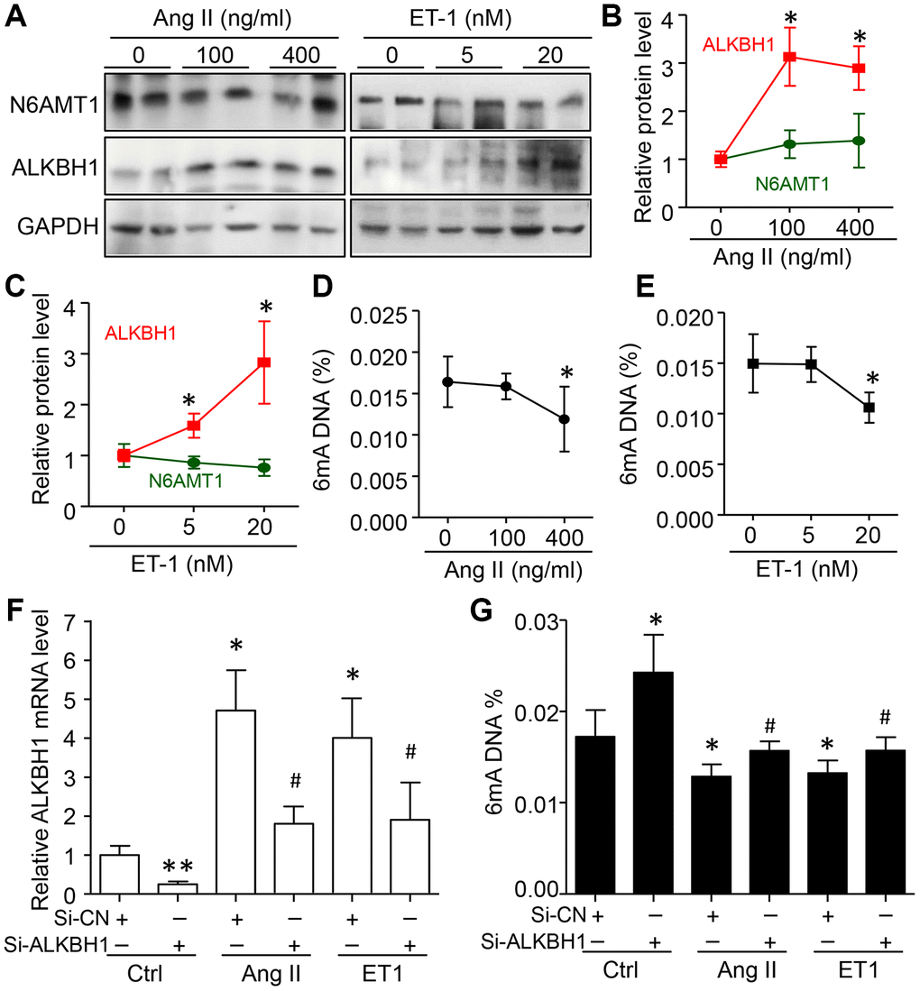 Elevated ALKBH1 level reduced 6mA DNA level in human aortic smooth muscle cells (HASMCs). (A–C) Representative western blot and quantification of N6AMT1 and ALKBH1 protein levels in HASMCs treated with various concentrations of angiotensin II (Ang II) or endothelin-1 (ET1) for 72 h. GAPDH was the internal control. (D, E) Global 6mA level measured by ELISA assay in Ang II- or ET1–treated HASMCs. (F, G) ALKBH1 mRNA level by RT-qPCR assay (F) and global m6A level by ELISA analysis (G) in Ang II- or ET1–treated HASMCs with siRNA-Control (Si-CN) or siRNA-ALKBH1 transfection. Data are mean ± SD (n= 4/group) and were analyzed by one-way ANOVA, followed by Bonferroni’s multiple comparison test. *P#P