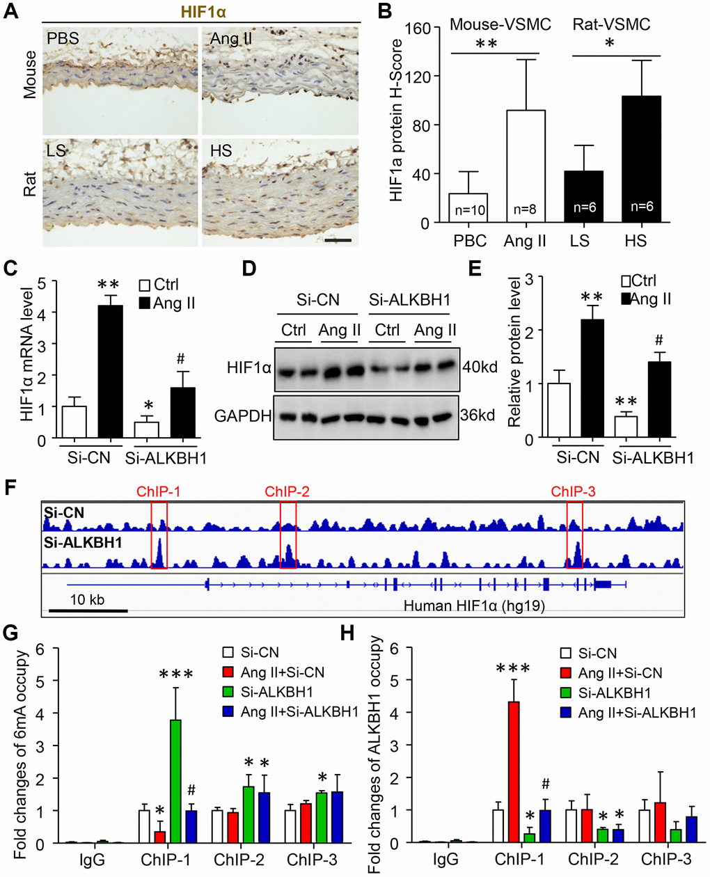 Ang II upregulates HIF1α by ALKBH1-mediated m6A modification. (A, B) Images and quantification of IHC staining for HIF1α in VSMCs of thoracic aortas from mice and rats with hypertension. Scale bar: 50 μm. Data as mean ± SD., *p C–E) HIF1α mRNA and protein analysis by RT-qPCR and western blot assay in HASMCs with Si-ALKBH1 and/or Ang II treatment. (F) Integrative genomics viewer plots showing increasing m6A peaks (red-labeled ChIP-1 to -3) in human HIF1α gene (hg19) region with ALKBH1 knockdown by siRNA from previous study (GEO: GSE118093). (G, H) Chromatin immunoprecipitation (ChIP) assay with m6A (G) or ALKBH1 (H) antibody used for immunoprecipitation on HIF1α gene fragments in treated HASMCs; normal IgG was an IP control. Data are mean ± SD (n= 4/group). *P#P