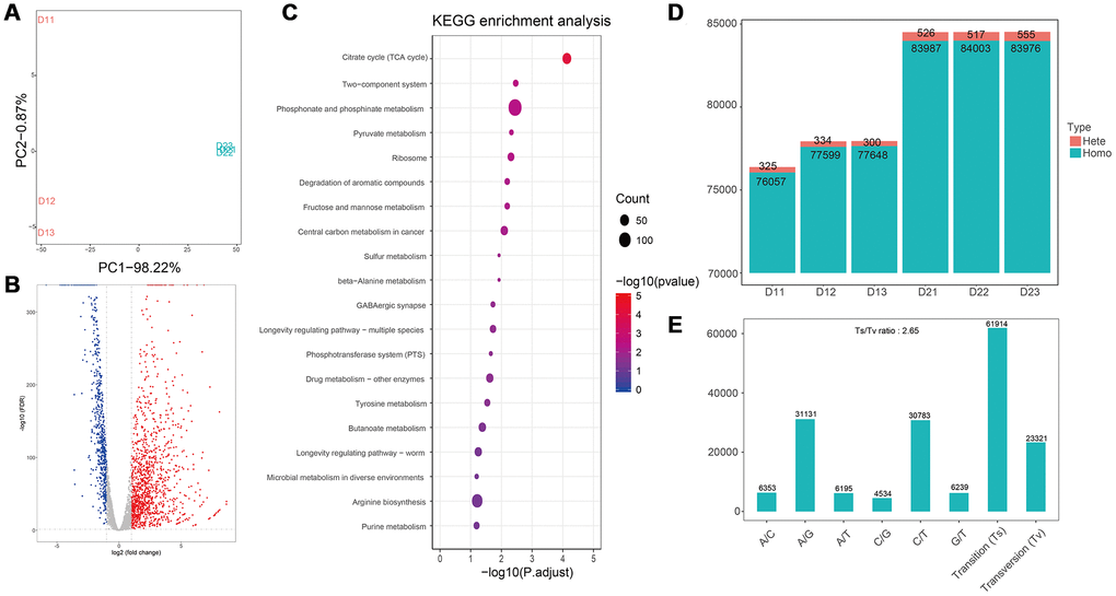 Transcriptome analyses of E. coli after treatment with flavonoids in A. conyzoides. (A) PCA plot for E. coli with or without the treatment of flavonoids in A.conyzoides. (B) Volcano Plot of expression of genes in E. coli after treatment with flavonoids in A. conyzoides. The horizontal coordinate represents the log2 value taking from the fold changes of gene expression, and the vertical coordinate represents the p-value with -log10 transformed. The red, blue and gray dots represent up-regulation, down-regulation and none difference, respectively. (C) KEGG enrichment analysis of E. coli after treatment with flavonoids in A. conyzoides with top 20 pathways presented. The horizontal coordinate represents the Rich Factor, and the vertical coordinate represents the KEGG Pathway entry. The size of the dot in the graph indicates the number of differential genes annotated to the pathways, and the color shade represents the significant FDR value of the pathways. The graph only displays the twenty most significantly altered pathways. (D, E) Quantity statistics of the SNPs and the Transition/Transversion of genotype in E. coli after treatment with flavonoids in A. conyzoides.