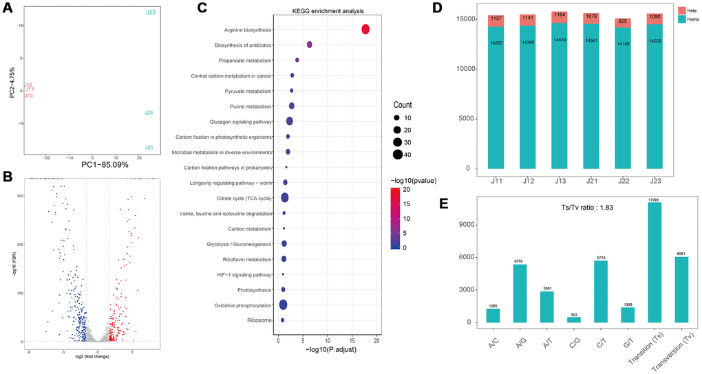 Transcriptome analyses of S. aureus after treatment with flavonoids in A. conyzoides. (A) PCA plot for S. aureus with or without the treatment of flavonoids in A.conyzoides. (B) Volcano Plot of Unigene expression changes in S. aureus after treatment with flavonoids in A. conyzoides. The horizontal coordinate represents the log2 value taking from the fold changes of gene expression, and the vertical coordinate represents the p-value with -log10 transformed. The red, blue and gray dots represent up-regulation, down-regulation and none difference, respectively. (C) KEGG enrichment analysis of S. aureus after treatment with flavonoids in A. conyzoides with top 20 pathways presented. The horizontal coordinate represents the Rich Factor, and the vertical coordinate represents the KEGG Pathway entry. The size of the dot in the graph indicates the number of differential genes annotated to the pathways, and the color shade represents the significant FDR value of the pathways. The graph only displays the twenty most significantly altered pathways. (D, E) Quantity statistics of the SNPs and the Transition/Transversion of genotype in S. aureus after treatment with flavonoids in A. conyzoides.