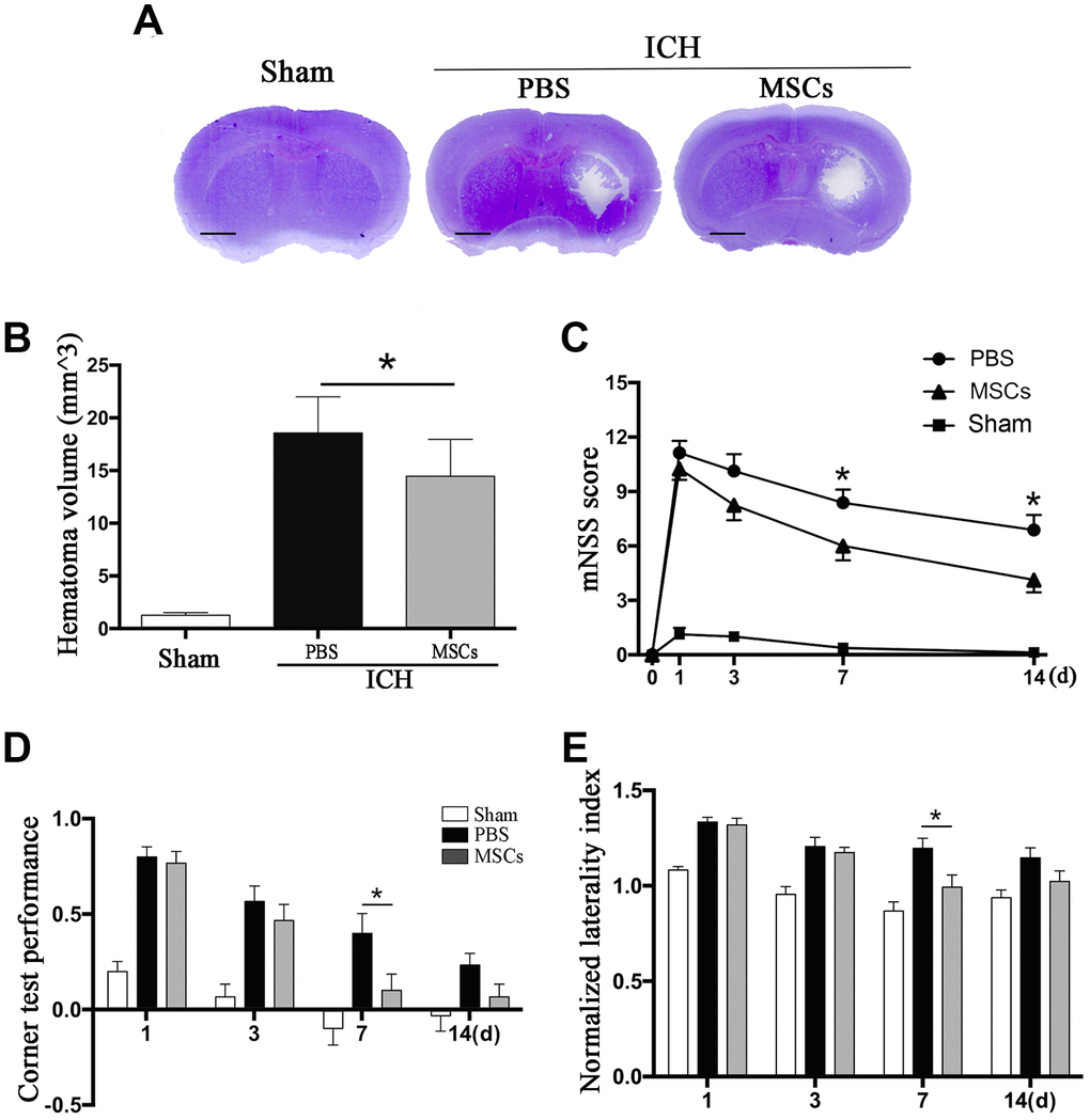 BM-MSCs transplantation reduced hematoma volume and improved neurological outcomes after ICH. (A, B) The volume of ICH in BM-MSCs and PBS treated Mice after 3 d post-transplantation with Cresyl violet staining. Bar = 1mm. (C) BM-MSCs improved neurological outcomes both in mNSS and corner test. All data are displayed as means ± SD (n = 10). (C–E) *p