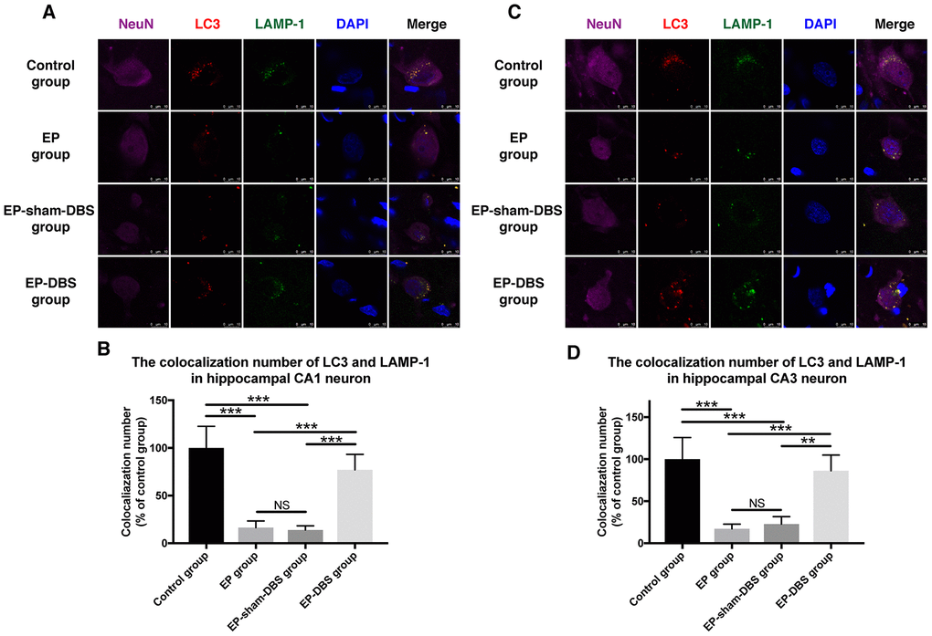 ANT-DBS increased the colocalization of LC3 and LAMP1 in the hippocampal neurons of epileptic monkeys. Colocalization of LC3 and LAMP-1 was decreased in hippocampal CA1 (A) and CA3 (C) neurons in EP and EP-sham-DBS groups, and increased by ANT-DBS. Colocalization number of LC3 and LAMP-1 in hippocampal CA1 (B) and CA3 (D) neurons. (n=3 in each group; in each monkey, a total of thirty cells in CA1 or CA3, the average immunofluorescent intensity of these cells was recorded) **P P P > 0.05. Data were presented as mean ± SD.