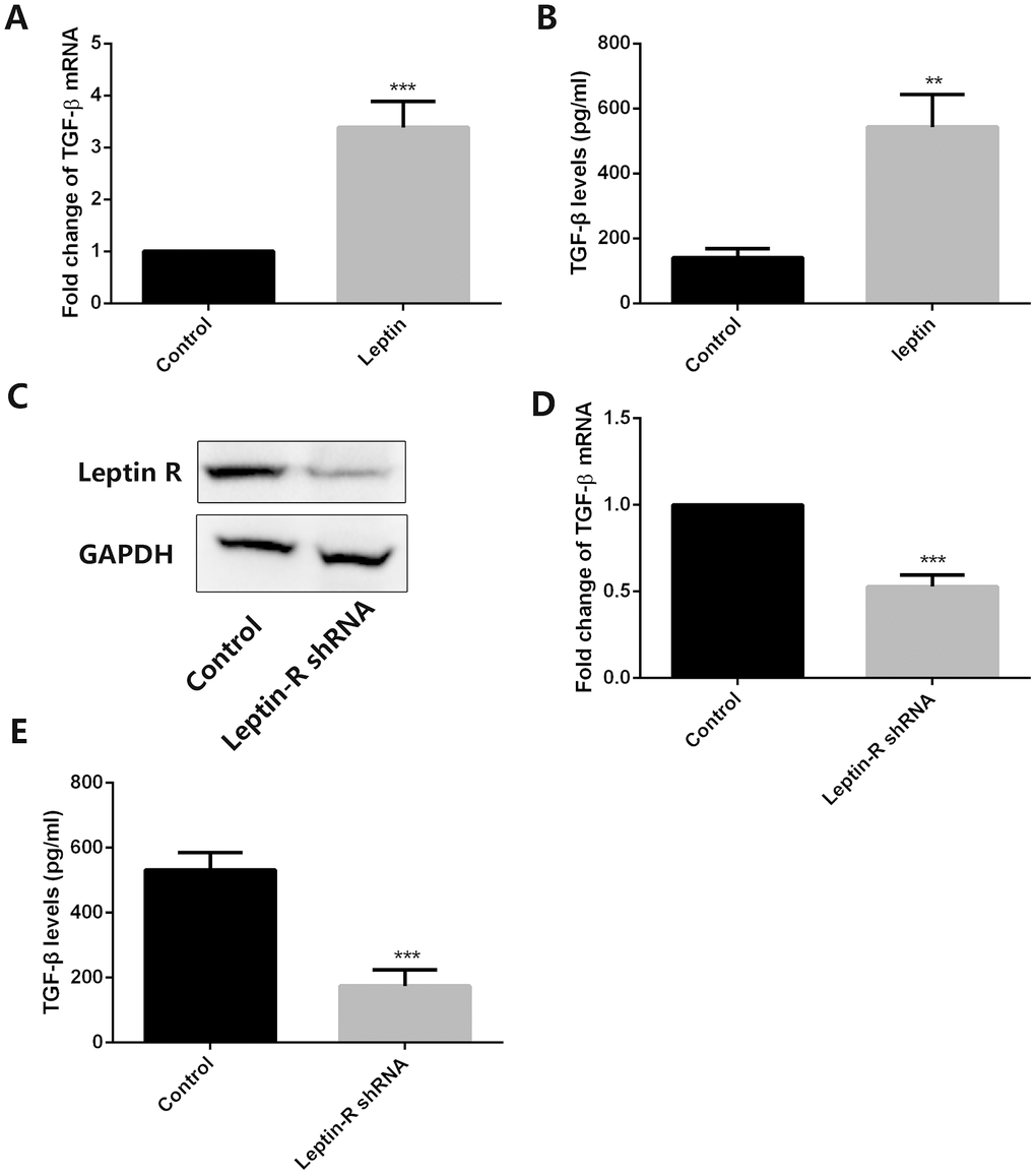 Leptin stimulates TGF-β expression in MSCs. (A) Analysis of TGF-β expression by RT-qPCR in control and leptin-treated MSCs. ***pB) ELISA detection of TGF-β levels in CM from control and leptin-treated MSCs. **pC) Leptin receptor (Leptin-R) expression was examined by western blot in both control and leptin-R shRNA-transfected MSCs. (D) TGF-β expression was tested by RT-qPCR in leptin-treated MSCs after leptin R knockdown. ***pE) TGF-β levels were examined by ELISA in control and leptin R-silenced MSCs exposed to leptin. ***p