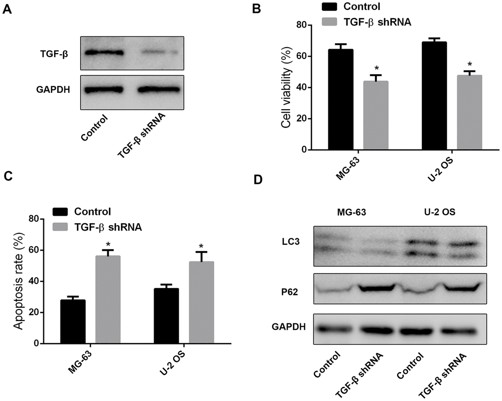 MSC-derived TGF-β promotes chemoresistance and autophagy in OS cells. (A) Western blot was performed to test TGF-β expression in leptin-treated MSCs after shRNA-mediated TGF-β knockdown. (B) CCK8 assay results from MG-63 and U-2 OS cells exposed to cisplatin (40 μM) in the presence of CM from leptin-treated MSCs transfected with TGF-β shRNA or a scrambled control shRNA. *pC) Apoptosis detection by PI/Annexin V-FITC flow cytometry in OS cells treated with CM from leptin- and TGF-β shRNA-treated MSCs. *pD) Western blot was employed to examine the expression of LC3 and P62 in OS cells treated with CM from leptin- and TGF-β shRNA-treated MSCs.