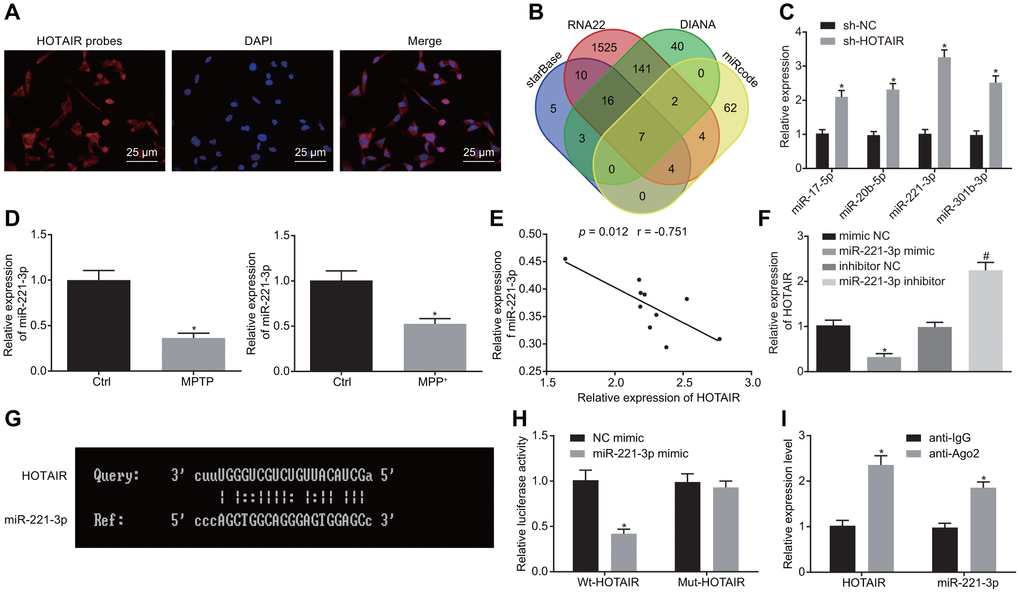 HOTAIR binds to miR-221-3p and consequently down-regulates its expression. Subcellular localization of HOTAIR in MN9D cells detected by FISH assay. (A) The prediction of downstream miRNAs regulated by HOTAIR in starBase and RNA22 etc.. (B) The expression patterns of the 4 screened miRNAs measured using RT-qPCR, *p vs. MN9D cells treated with sh-NC. (C) The expression patterns of miR-221-3p in the SNc tissues (n = 10) of PD mouse models and PD cell models determined by RT-qPCR, *p vs. mice injected with normal saline or cells treated with PBS. (D) Pearson’s correlation analysis of the expressions of HOTAIR and miR-221-3p in the SNc tissues of PD mouse models. (E) The expression patterns of HOTAIR in PD cell models determined by RT-qPCR, *p vs. cells treated with mimic NC. #p vs. cells treated with inhibitor NC. (F) The complementary base paring diagram of HOTAIR and miR-221-3p sequences predicted online. (G) The binding of HOTAIR to miR-221-3p measured by dual-luciferase reporter gene assay, *p vs. the cells treated with NC mimic. (H) The binding of miR-221-3p and HOTAIR assessed by the RIP assay, *p vs. cells treated with anti-IgG. (I) Data (mean ± standard deviation) between two groups were compared using unpaired t-test. The experiment was repeated three times. HOTAIR, HOX transcript antisense intergenic RNA; PD, Parkinson’s disease; miR-221-3p, microRNA-221-3p; FISH, fluorescence in situ hybridization; RT-qPCR, reverse transcription quantitative polymerase chain reaction; SNc, substantia nigra compact; PBS, phosphate buffered saline; wt, wild type; mut, mutase; NC, negative control; RIP, RNA binding protein immunoprecipitation assay.