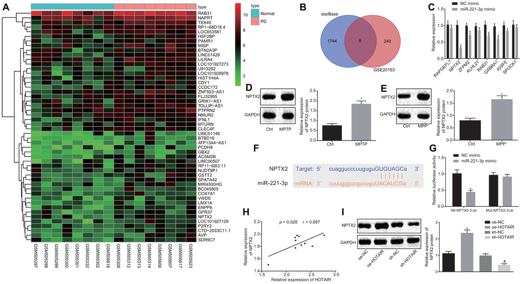 miR-221-3p targets NPTX2. The potential target genes of miR-221-3p predicted in the PD-related microarray data GSE20153, which was retrieved from the GEO database. (A) Differential analysis of the differentially expressed genes (DEGs) in normal and PD samples in GSE20153. (B) The expression patterns of the overlapped 8 genes measured by RT-qPCR, *p vs. the cells treated with NC mimic. (C) The expression patterns of NPTX2 in the SNc tissues of PD mouse models measured by Western blot analysis (n = 10), *p vs. mice injected with normal saline. (D) The expression patterns of NPTX2 in PD cell models measured using Western blot analysis, *p vs. the cells treated with PBS. (E) The complementary base paring diagram of miR-221-3p and NPTX2 predicted by an online website. (F) The binding of miR-221-3p to NPTX2 confirmed by dual-luciferase reporter gene assay, *p vs. cells treated with NC mimic. (G) Pearson’s correlation analysis of the expressions of HOTAIR and NPTX2 in the SNc tissues of PD mouse models. (H) The effect of over-expressed or down-regulated HOTAIR on the expression of NPTX2 measured by Western blot analysis, *p vs. cells treated with oe-NC, #p vs. cells treated with sh-NC. (I) Data (mean ± standard deviation) between two groups or among multiple groups were analyzed using unpaired t-test. The experiment was repeated three times. miR-221-3p, microRNA-221-3p; NPTX2, neuronal pentraxin II; GEO, Gene Expression Omnibus; RT-qPCR, reverse transcription quantitative polymerase chain reaction; NC, negative control; SNc, substantia nigra compact; PD, Parkinson’s disease; PBS, phosphate buffered saline; wt, wild type; mut, mutase.