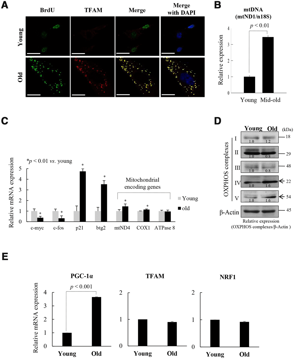 Replicative senescence of foreskin human diploid fibroblast (fs-HDF) is accompanied by mitochondrial nucleoid remodeling and biogenesis. (A) Immunofluorescence staining of BrdU incorporation into young and old fs-HDF cells. BrdU (green) and mitochondrial transcription factor A (TFAM; red) were observed by confocal microscopy. Nuclei were stained with DAPI (blue). Scale bars, 25 μm. (B) RT-qPCR analysis of the mitochondrial DNA (mtDNA) level, normalized to that of nDNA. (C) RT-qPCR analysis of the expression of nuclear- and mitochondrial-encoded genes. The expression levels of mitochondrial OXPHOS complex-I, -IV, and -V; c-myc and c-fos (markers of proliferation), and p21WAF1 and btg2 (markers of cell-cycle arrest) were analyzed. (D) Immunoblot analysis of OXPHOS complex I–V. β-actin was used as the loading control. Band intensity was quantified using ImageJ software (NIH, Bethesda, MD, USA) and normalized to that of β-actin. (E) Relative mRNA levels of PGC-1α, TFAM, and NRF1 by RT-qPCR. Data are means ± standard deviation (SD) of three independent experiments per group.