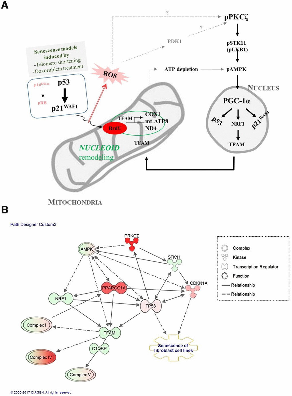 Signal transduction pathways regulate mitochondrial nucleoid remodeling and biogenesis in senescent human fibroblasts. (A) Activation of p53-p21WAF1 or silencing of p16INK4a-pRB induces mitochondrial nucleoid remodeling and biogenesis via the PKCζ-LKB1(STK11)-AMPK-PGC-1α-NRF1-TFAM pathway in senescent human fibroblasts. Induction of p21WAF1 and silencing of p16INK4a, together with reactive oxygen species (ROS) accumulation and PDK1, significantly activated PKCζ, which might explain the delayed senescence in fs-HDF compared to WI-38 cells. (B) Ingenuity pathway analysis (IPA) using RNA-sequencing data. Red and pink indicate increased expression; green shows decreased expression. Arrow indicates signal activation; solid line for direct interaction, dotted line shows possible interaction. Note significant activation of PKCζ and PGC-1α (PPARGC1A), and mild activation of AMPK. Increased expression levels of TP53 and CDKN1A (p21WAF1) were followed by senescence of human fibroblasts and biogenesis of the mitochondrial complex-I, -IV, and -V subunits.