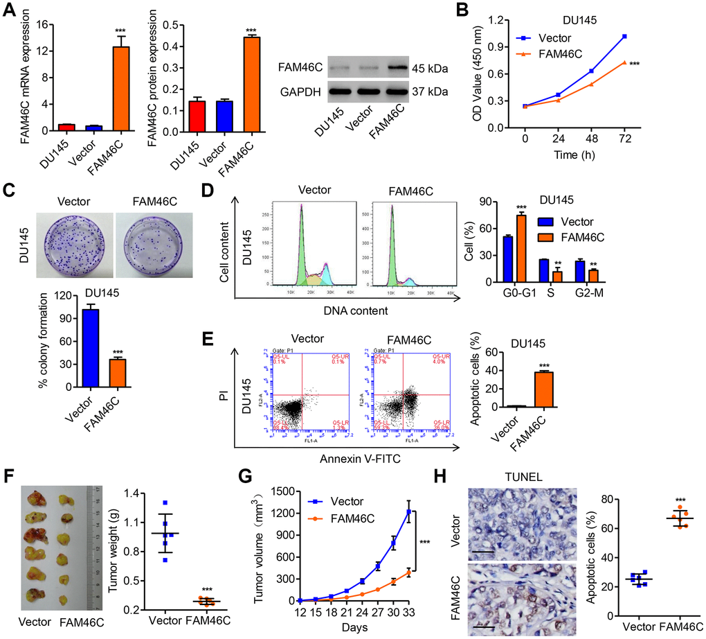 FAM46C overexpression inhibited cell growth of DU145 and tumor growth in vivo. (A) The efficiency of pLVX-Puro-FAM46C in overexpression of FAM46C in DU145 cells was measured by qPCR and western blot. After DU145 cells were transduced with pLVX-Puro-FAM46C, the cell proliferation (B, C), cell cycle (D) and apoptosis (E) were measured by CCK-8, colony formation and flow cytometry, respectively. After DU145 cells transduced with pLVX-Puro-FAM46C were injected into the nude mice (n=6), the tumor weight (F) and volume (G) was evaluated, and the apoptosis (H) was measured by TUNEL. Scale bars: 20 μm. **PP