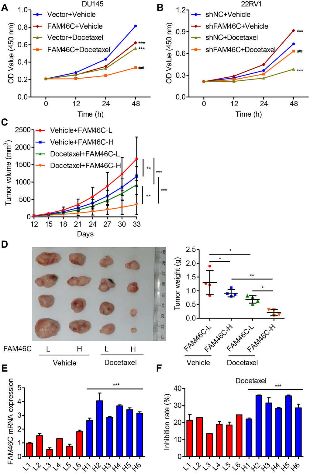 Higher FAM46C expression enhanced the chemosensitivity of prostate cancer cells. (A) CCK-8 showing the effect of pLVX-Puro-FAM46C lentivirus transduction on the proliferation of DU145cells treated with 10 nM docetaxel. (B) CCK-8 showing the effect of pLKO.1-shFAM46C transduction on the proliferation of 22RV1 cells treated with 10 nM docetaxel. ***P###PC, D) Tumor weight and volume were measured in mice with PDX model following 10 mg/kg docetaxel chemotherapy (n=4). (E) FAM46C mRNA expression levels were measured by qPCR in the tumor cells isolated from primary prostate cancer patients from hospital cohort (n=12). (F) After primary isolated prostate cancer cells (n=12) were treated with 10 nM docetaxel, the inhibition rates of cell proliferation was measured (24 h relative to 0 h). *PPP
