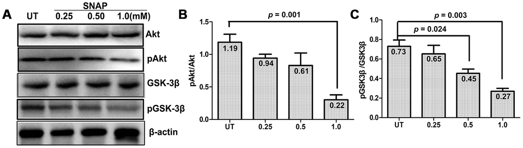 SNAP induces GSK-3β activation and Akt inactivation. (A) Cultured primary cells were exposed to 0.25 mM, 0.5 mM, and 1.0 mM SNAP for 2 h, followed by incubation in NB medium without SNAP for an additional 24 h, after which cells were harvested and subjected to Western blotting for total and phosphorylated Akt and GSK-3β. (B, C) Blots were quantified, after which the ratios of phosphorylated vs total Akt and GSK-3β were calculated.