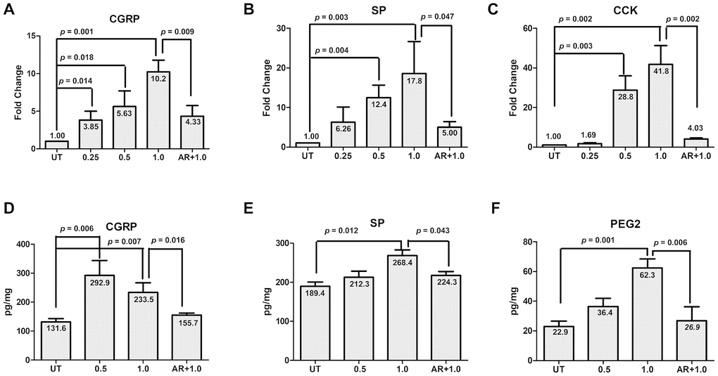 GSK-3β inhibition abrogates SNAP-induced expression and production of pain-related factors. (A–C) Cultured primary cells were exposed to 0.25 mM, 0.5 mM and 1.0 mM SANP for 2 h, or pre-treated with the GSK-3β inhibitor AR-A014418 (10 μM) for 30 min, followed by treatment with 1.0 mM SNAP for 2 h. After culturing in NB medium without SANP, for an additional 24 h qPCR was performed to monitor the expression of CGRP in cells (A), SP (B) and CCK (C). Alternatively, ELISA was conducted to determine the protein levels of CGRP (D), SP (E) and PGE2 (F) in culture medium.