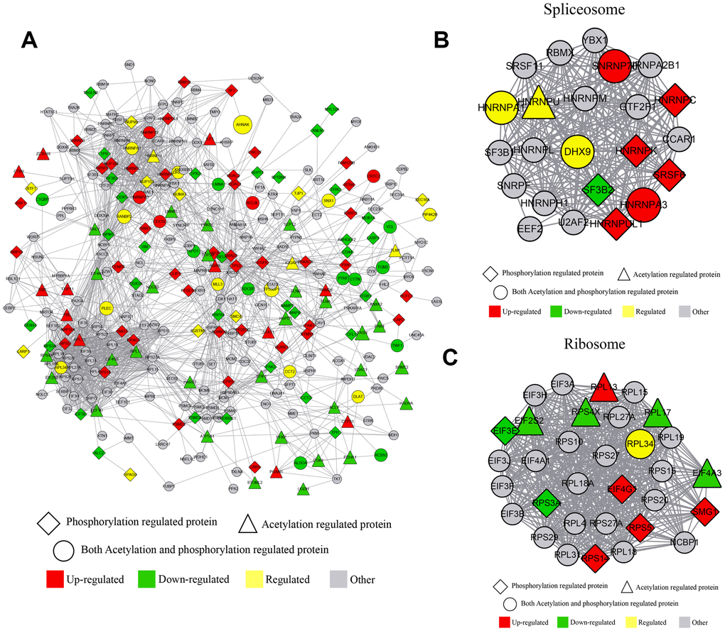 Crosstalk between quantitative phosphorylome and acetylome. (A) The protein-protein interaction network of phosphorylated and acetylated proteins. (B) The protein-protein interaction network clustered in the RNA spliceosome. (C) The protein-protein interaction network clustered in ribosome.