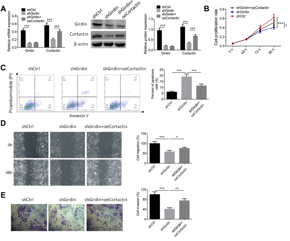 Cortactin over-expression reversed the effect of shGirdin on PANC-1 cells. PANC-1 cells were transfected with shNC, shGirdin+oeNC, and shGirdin+oeCortactin. (A) RT-PCR and western blot analysis were employed to detect the expressions of Girdin and Cortactin. (B–E) Cell proliferation, apoptosis, migration and invasion was identified by CCK8, APC/PI staining, wound healing, and transwell assays, respectively. Data was shown as mean ± SD. *P