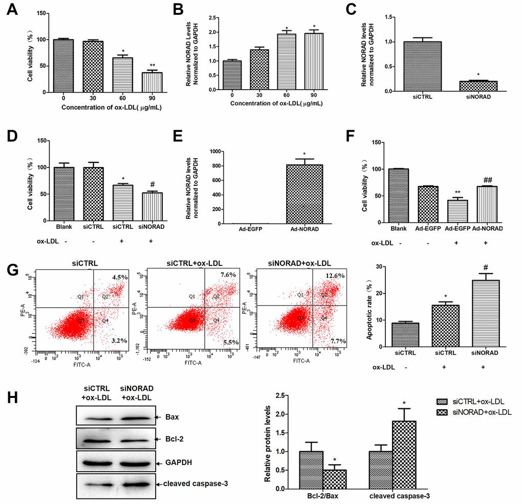 NORAD-knockdown aggravates ox-LDL-induced viability reduction and apoptosis of HUVECs. (A) Dose-dependent effect of ox-LDL on cell viability in HUVECs. Cell viability was measured after HUVECs were treated with 0-90 μg/mL of ox-LDL for 24 h by the CCK-8 assay. The data in each group were normalized with the group treated with 0 μg/mL ox-LDL. (n = 6, *P ##P B) Dose-dependent upregulation of NORAD expression in HUVECs treated with 0-90 μg/mL of ox-LDL for 24 h (n = 3, *P C) HUVECs were transfected with siNORAD or scrambled siCTRL. NORAD levels were analyzed through qRT-PCR (n = 3, *P D) NORAD-knockdown suppressed the viability of ox-LDL-treated HUVECs. The effect of siNORAD on the cell viability was measured via a CCK-8 assay. Cells treated without both siRNA and ox-LDL were used as blank control. (n = 3, *P #P E) HUVECs were infected with Ad-NORAD or Ad-EGFP. NORAD levels were analyzed through qRT-PCR (n = 3, *P F) The effect of NORAD overexpression on the cell viability was measured via a CCK-8 assay. Cells treated without both adenovirus and ox-LDL were used as blank control. (n = 6, **P ##P G) NORAD- knockdown increased ox-LDL-induced cell apoptosis. The apoptosis rate was detected through flow cytometry by using annexin V-FITC/PI double staining. The apoptotic rate was analyzed in terms of the percentage of the lower and upper right quadrants (n = 3, *P #P H) Western blot was used to analyze the expression levels of Bcl-2, Bax and cleaved caspase-3. The results were analyzed with Image J. Values were shown as mean ± SD (n = 3). *P 