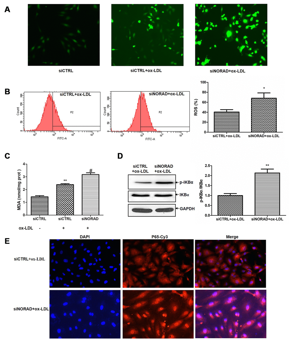 NORAD-knockdown aggravates ox-LDL-induced oxidative stress and p-IKBα expression level in HUVECs. HUVECs were transfected with siNORAD or scrambled siCTRL. After transfection for 24 h, the cells were treated with 60 μg/mL ox-LDL for 24 h. (A) NORAD knockdown aggravated ox-LDL-induced ROS production. HUVECs were treated with 60 μg/mL ox-LDL for 3 h and incubated with DCF-DA for 25 min. The ROS levels were observed under an inverted fluorescence microscope. Images were representative of three separate experiments (n = 3). (B) Flow cytometry was used to detect the intracellular ROS levels. Data were from three separate experiments and described as mean ± SD. *P C) MDA content in HUVECs treated with 60 μg/mL ox-LDL for 24 h. Data were shown as mean ± SD of three separate experiments. **P #P D) NORAD-knockdown increased the p-IKBα expression observed through western blot. The ratio of p-IKBα to IKBα was analyzed with ImageJ. Values were shown as mean ± SD (n = 3). **P E) NORAD-knockdown increased NF-κB nuclear translocation by immunofluorescence. p65 was stained red with Cy3. Nuclei were stained blue with DAPI. Co-localization of p65 with nucleus is shown in purple.