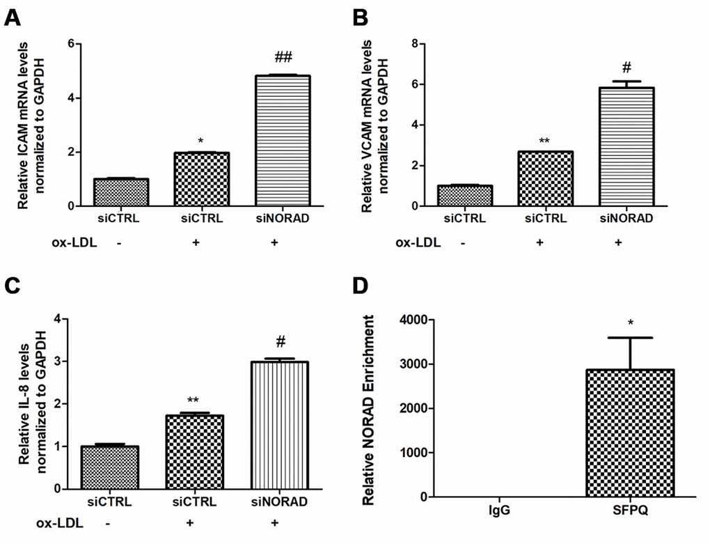 Effects of NORAD-knockdown on ox-LDL-induced proinflammatory molecules in HUVECs. (A) mRNA expression of ICAM-1 in ox-LDL-treated HUVECs observed through qRT-PCR (n = 3, *P ##P B) mRNA expression of VCAM in ox-LDL-treated HUVECs observed through qRT-PCR (n = 3, **P #P C) mRNA expression of IL-8 mRNA in ox-LDL-treated HUVECs observed through qRT-PCR (n = 3, **P #P D) RIP assay confirmed the interaction of NORAD and SFPQ. HUVEC lysates were incubated with the anti-SFPQ or anti-IgG antibody, and the precipitated complexes were analyzed with qRT-PCR to investigate the expression of NORAD (n = 3, *P 