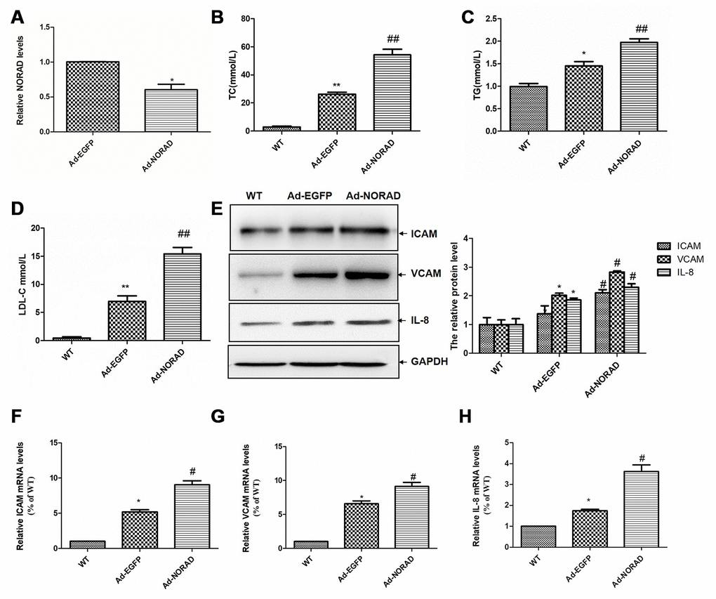 NORAD-knockdown aggravates the abnormal serum lipid condition and increased the proinflammatory molecule expression induced by HFD in ApoE−/− mice. ApoE−/− mice were given Ad-NORAD or control Ad-EGFP injection after 8 weeks of HFD, and HFD was maintained for another 8 weeks. C57BL/6 J mice fed with the normal diet were set as the WT control group. (A) NORAD levels in the aortic sinus were analyzed through qRT-PCR (n = 3, *P B), TG (C), and LDL-C (D) were detected. Values were shown as mean ± SD (n = 8). *P **P ##P E) Western blot was used to detect the ICAM, VCAM, and IL-8 expression levels (n = 8, *P #P F), VCAM (G), and IL-8 (H) in thoracic aortas were detected through qRT-PCR (n = 8, *P #P 