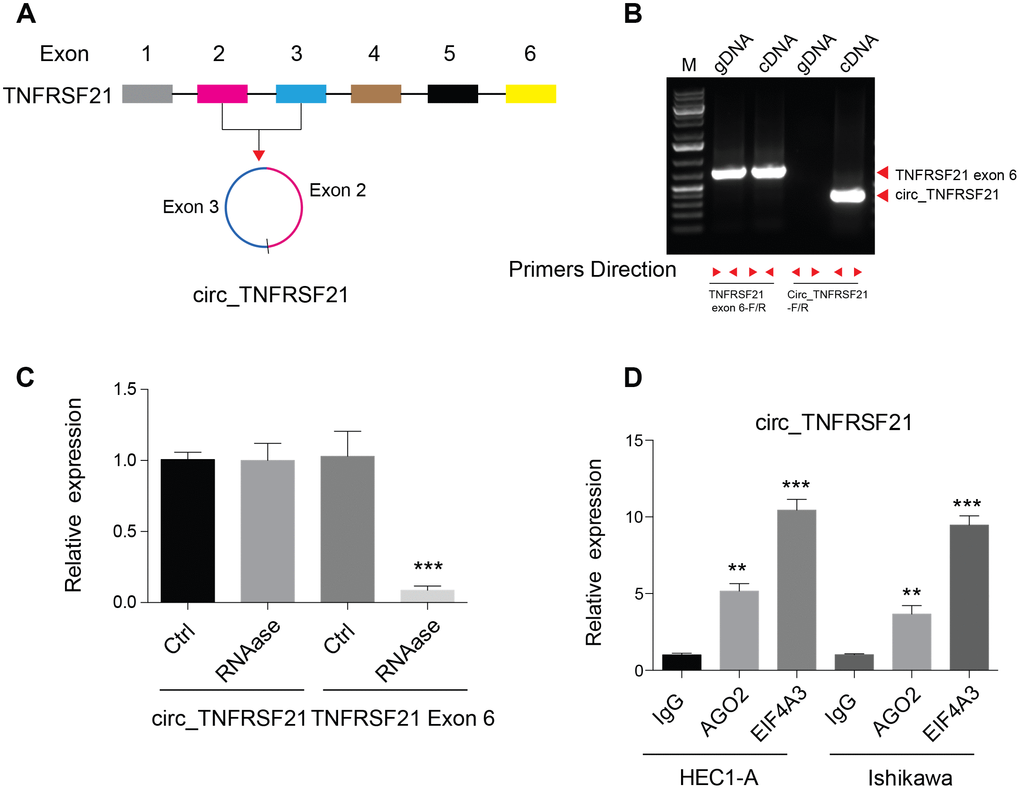 Detection of circ