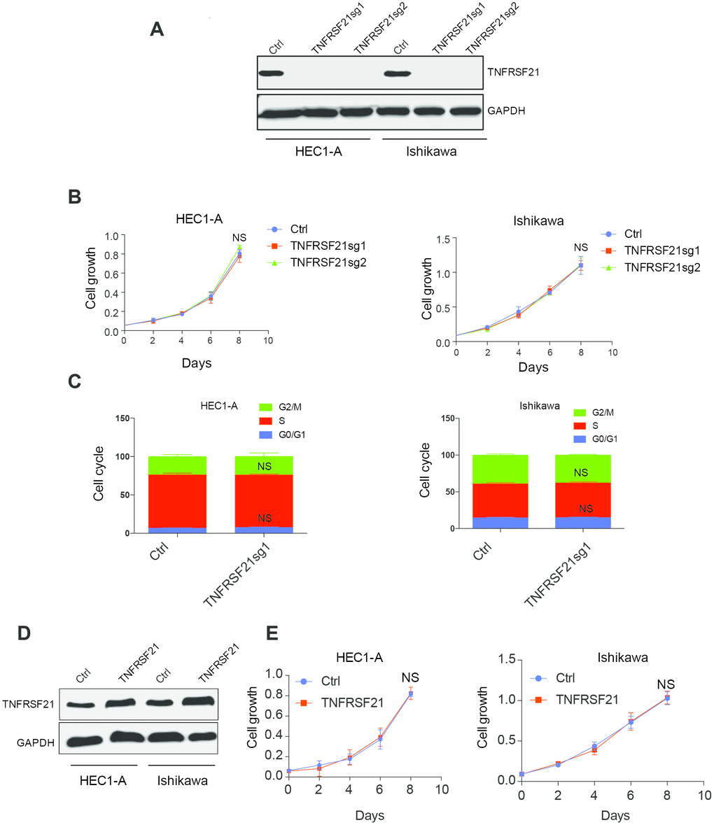 Knock down or overexpress TNFRSF21 does not affect EC cell growth. (A) Western blot results of TNFRSF21 after knocking down TNFRSF21 in HEC1-A and Ishikawa cells. GAPDH was used as an internal control. Cell growth (B) and cell cycle (C) detection after knocking down TNFRSF21 in HEC1-A and Ishikawa cells. (D) Western blot results of TNFRSF21 after overexpressing TNFRSF21 in HEC1-A and Ishikawa cells. (E) Cell growth after overexpressing TNFRSF21 in HEC1-A and Ishikawa cells. Data are represented as mean +/- SEM.