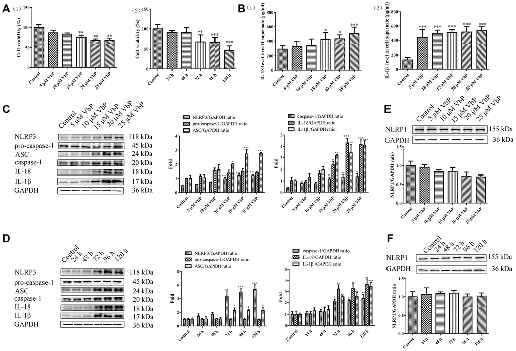 VbP induces pyroptosis in THP-1 macrophages. (A) Detection of cell viability (CCK-8 assay) after (1) 72 h exposure to different concentrations of VbP, and (2) exposure to 15 μM VbP for various times. (B) ELISA results showing secretion of IL-18 (1) and IL-1β (2) by macrophages treated for 72 h with different concentrations of VbP. (C) Dose-dependent expression of pyroptosis-related proteins in untreated (control) and VbP-treated macrophages (72 h exposure). (D) Time-dependent expression of pyroptosis-related proteins in untreated (control) and VbP-treated (15 μM) macrophages. (E) Dose-response analysis of NLRP1 inflammasome expression in VbP-treated macrophages (72 h exposure). (F) Time-response analysis of NLRP1 expression in macrophages exposed to 15 μM VbP. n = 3; *P